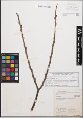 Foto von Salix cinerea L.